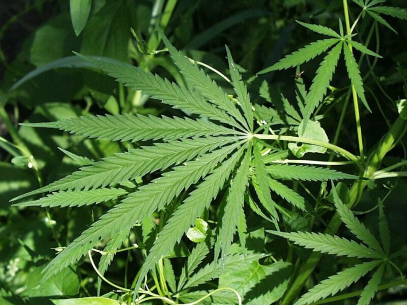 New Mexico cannabis industry cheers Trump’s rescheduling order