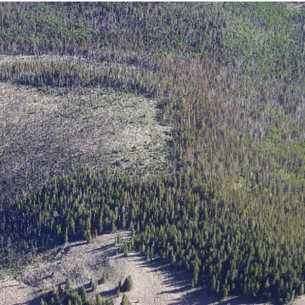 Tree deaths in New Mexico tripled in 2025 as warming summers increases insects, stress on forests