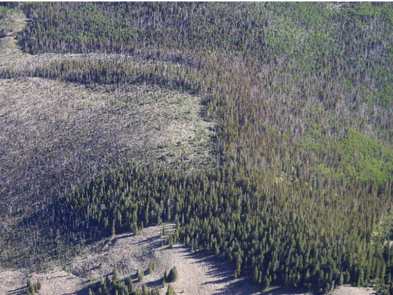 Tree deaths in New Mexico tripled in 2025 as warming summers increases insects, stress on forests
