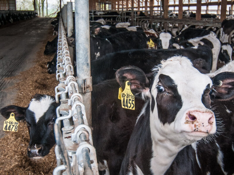 Dairy cows line up for feeding time (USDA cc)