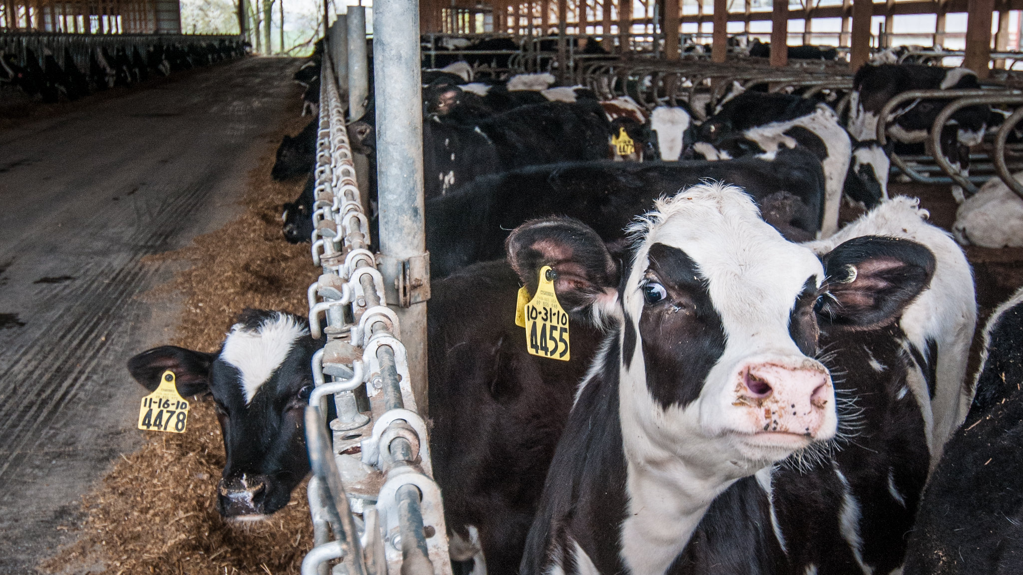Money for manure: Heinrich joins Congressional effort to pay farmers to manage mountains of manure