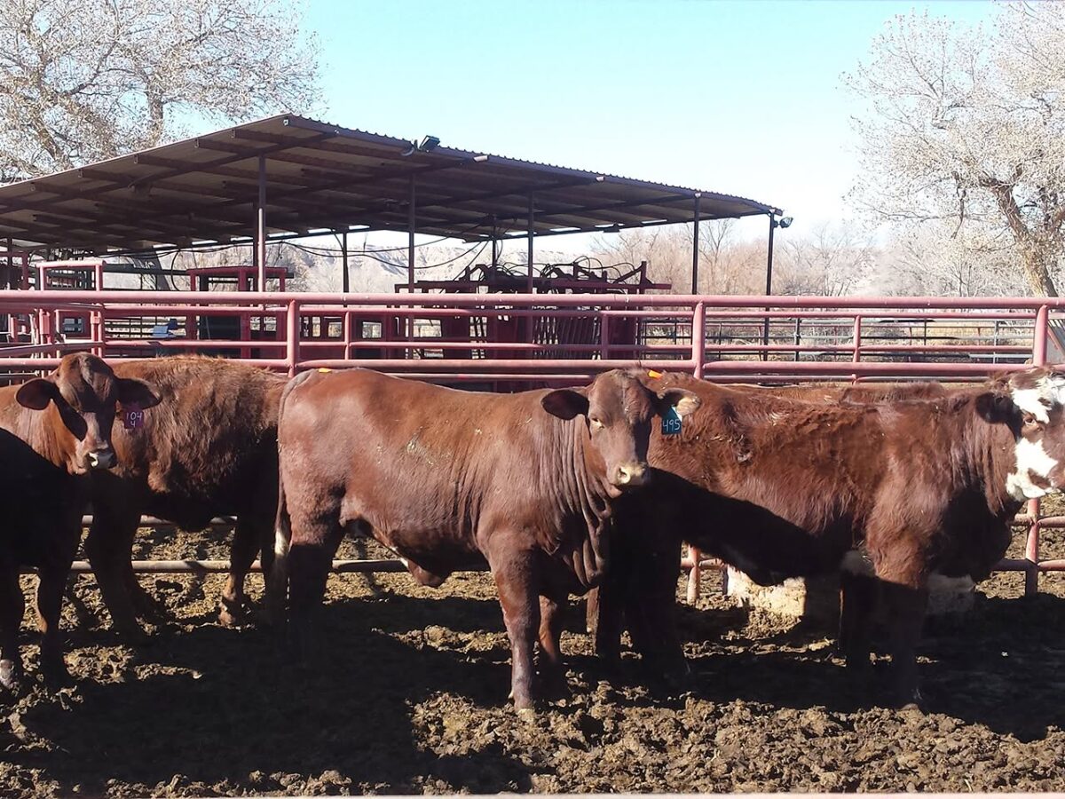 The 2026 Feeding the Economy report revealed New Mexico’s food and agriculture industry has an economic impact of $50 billion. According to the latest New Mexico Agriculture Statistics Bulletin, cattle and calves are the state’s No. 1 cash commodity with a production value of $1.72 billion. (Photo courtesy New Mexico Department of Agriculture)