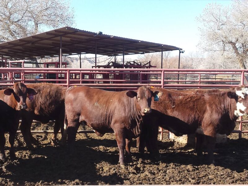The 2026 Feeding the Economy report revealed New Mexico’s food and agriculture industry has an economic impact of $50 billion. According to the latest New Mexico Agriculture Statistics Bulletin, cattle and calves are the state’s No. 1 cash commodity with a production value of $1.72 billion. (Photo courtesy New Mexico Department of Agriculture)