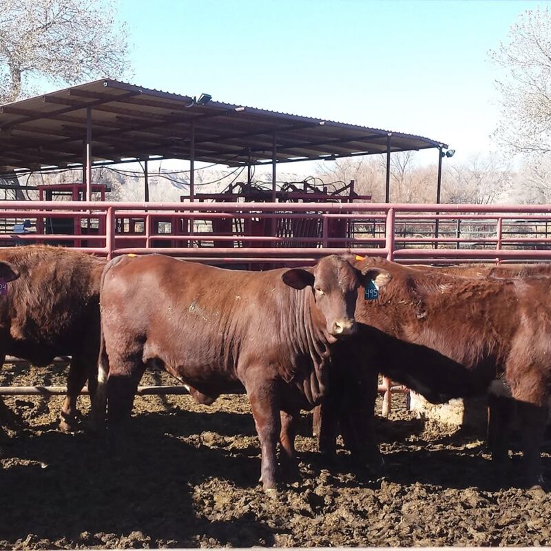 New Mexico cattle growers say Trump’s always changing beef policies are “troubling” and send “wrong signal at the wrong time”