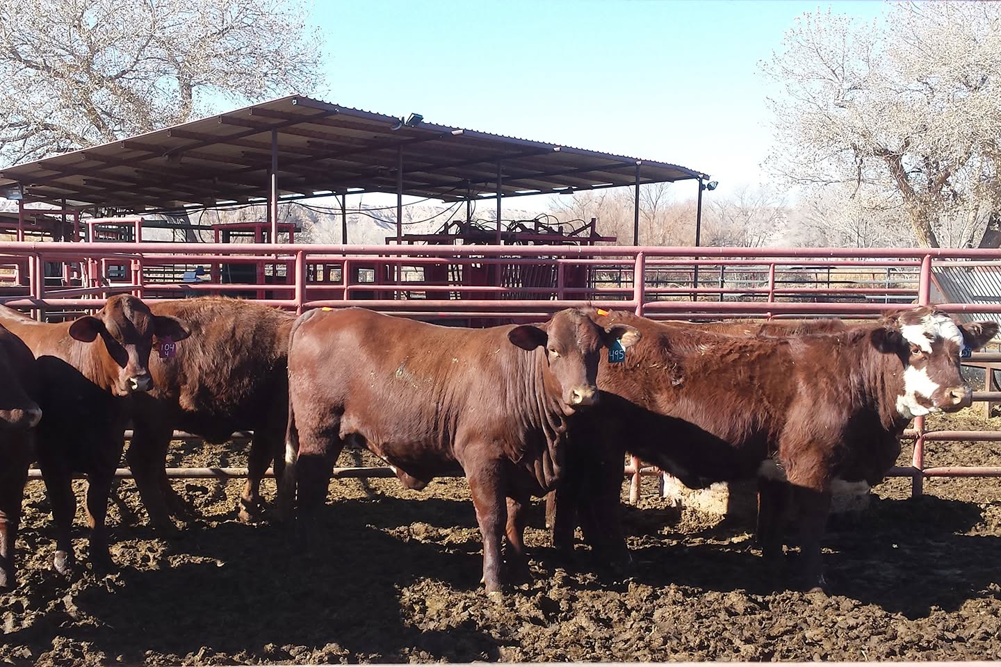 New Mexico cattle growers say Trump’s always changing beef policies are “troubling” and send “wrong signal at the wrong time”