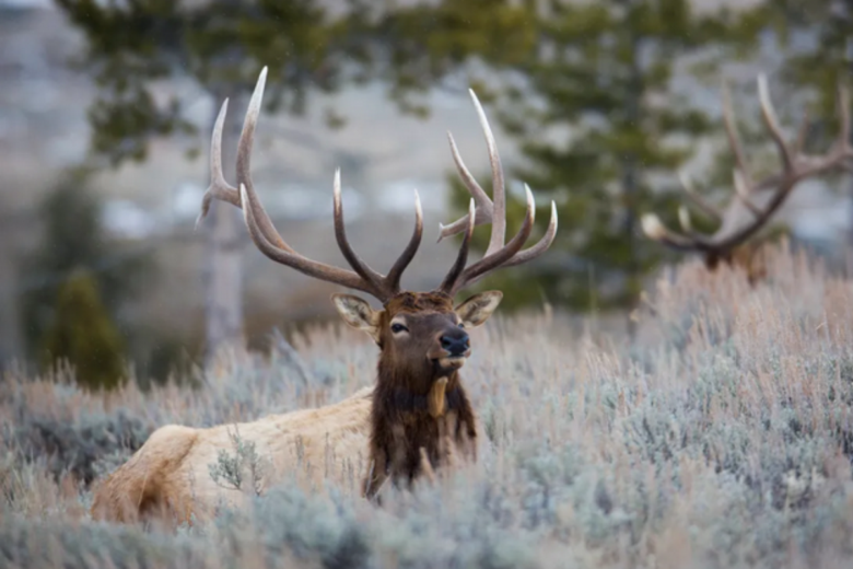 New Mexico hunters who keep striking out in the big game draw just got some fresh ammunition. Attorney General Raúl Torrez says the state law reserving 10% of draw licenses for hunters who hire outfitters violates the New Mexico Constitution. (Courtesy photo)